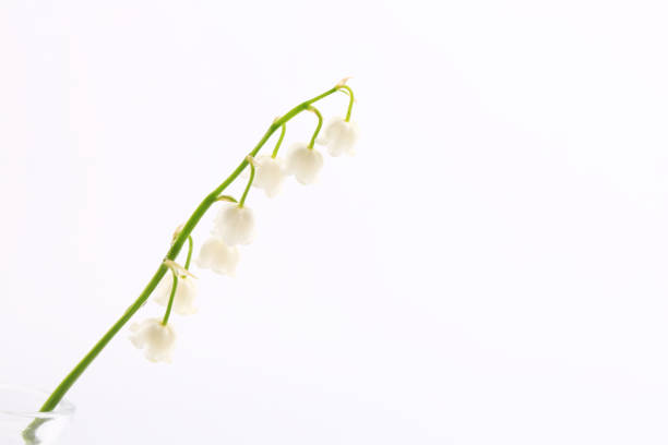 istock lilies of the valley on a white background. spring flowers 1300236832