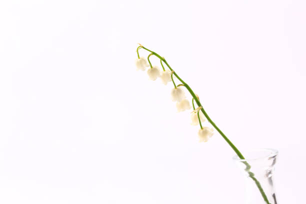 istock lilies of the valley on a white background. spring flowers 1300236880