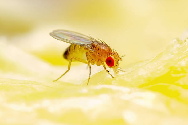 Tropical Fruit Fly Drosophila Diptera Parasite Insect Pest on Ripe Fruit Vegetable Macro stock photo