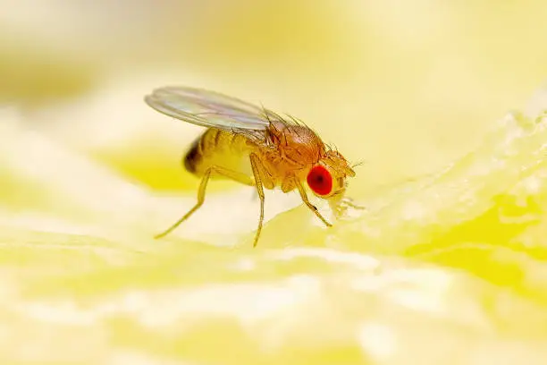 Photo of Tropical Fruit Fly Drosophila Diptera Parasite Insect Pest on Ripe Fruit Vegetable Macro