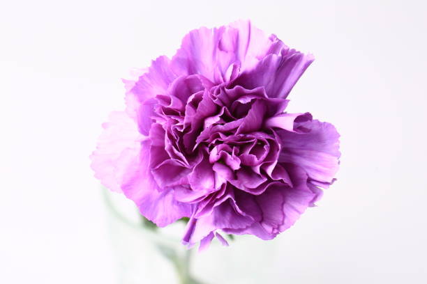 istock purple carnation on a white background 1300236984