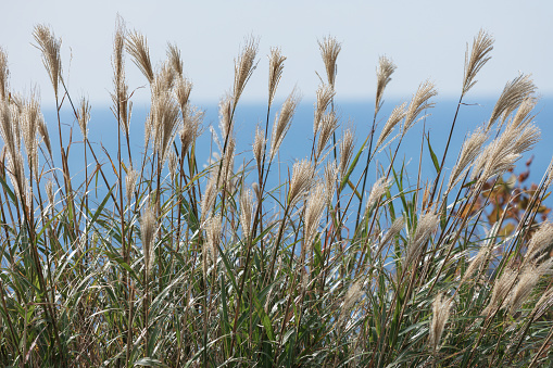Japanese pampas grass and sea