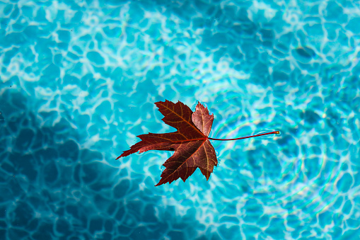 A red maple leaf is floating on the surface of a swimming pool water