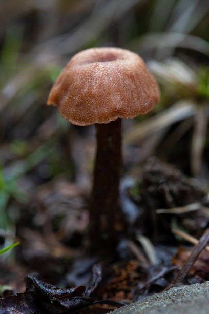 istock Edge of Brown Mushroom 1300238920