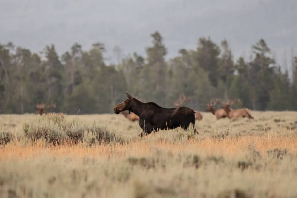 istock Female Moose Runs Across Open Meadow 1300238999
