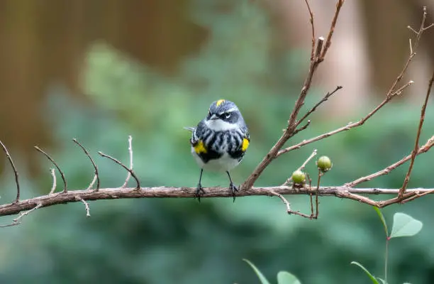 Photo of Yellow-rumped warbler
