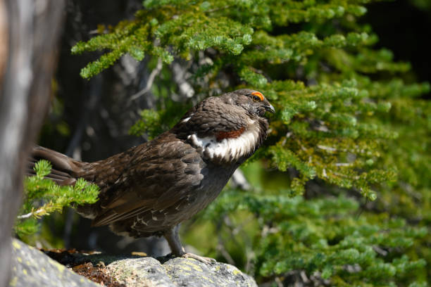 Male Grouse Puffs up Chest
