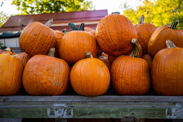 istock Pile of Orange Pumpkins Sitting On Trailer 1300242015
