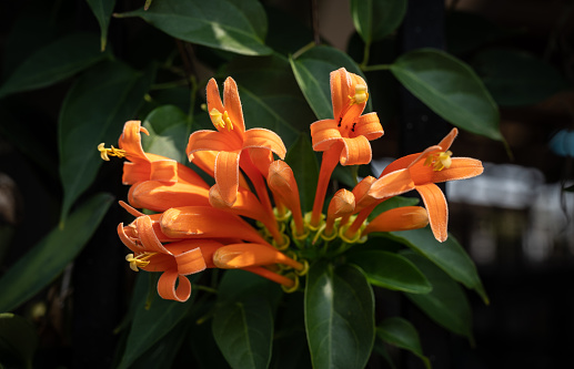 Orange-red royal lilies. Summer photo.