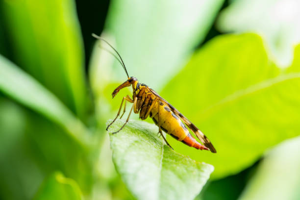 Female Scorpion Fly Mecoptera Panorpa Communis Insect on Green Leaf Macro