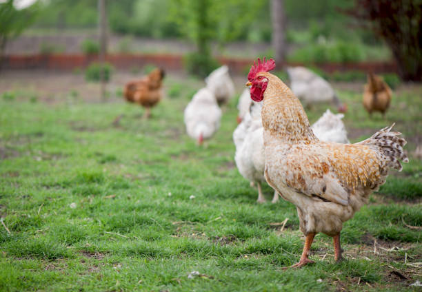 istock Rooster and Chickens. Free Range Cock and Hens 1300244204