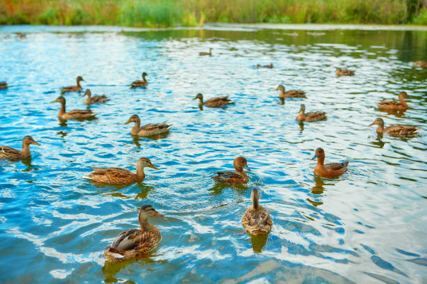 istock Ducks gather in flocks before the autumn flight. 1300244214