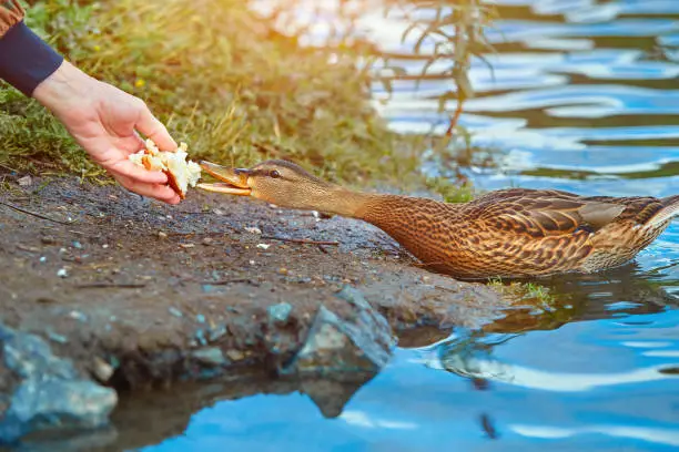 A wild duck eats bread from a human hand. The concept of love and respect for nature.