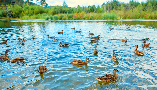 There is a large flock of wild ducks swimming in the swamp. Object of seasonal hunting for waterfowl