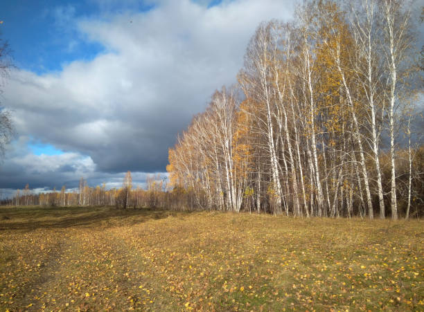 autunno foresta soleggiata con foglie gialle alberi in siberia - 5502 foto e immagini stock