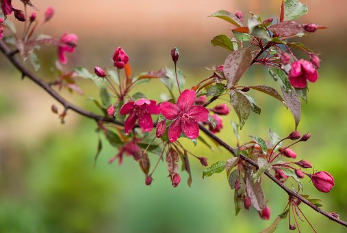 Blooming paradise apple tree buds. Wonderful natural background with pink flowers on a branch.