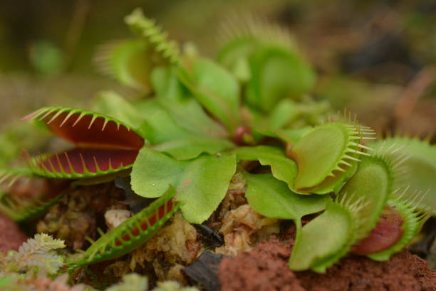 High-quality close-up stock image of a Venus Flytrap (Dionaea muscipula), showcasing its vibrant green and red traps lined with delicate trigger hairs. This carnivorous plant, native to subtropical wetlands, is known for its rapid snap-trap mechanism used to capture insects. Ideal for botanical, scientific, or nature-themed content. Perfect for educational materials, plant enthusiasts, and environmental projects.