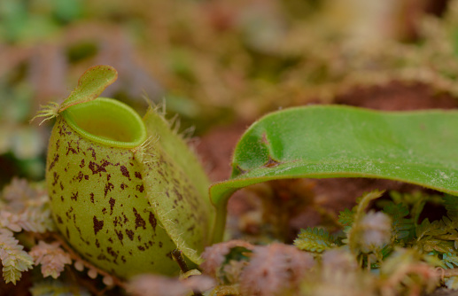 A Shoot of Nepenthes which is known as a Carnivore plant