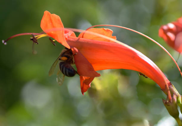 Backend of a bee gathering nectar from a California Fuchsia Epilobium Flower California Epilobium canum flowers also known as Everett's Choice or Fuchsia Zauschneria blooming in late January attract bees on warm sunny days. california fuchsia stock pictures, royalty-free photos & images