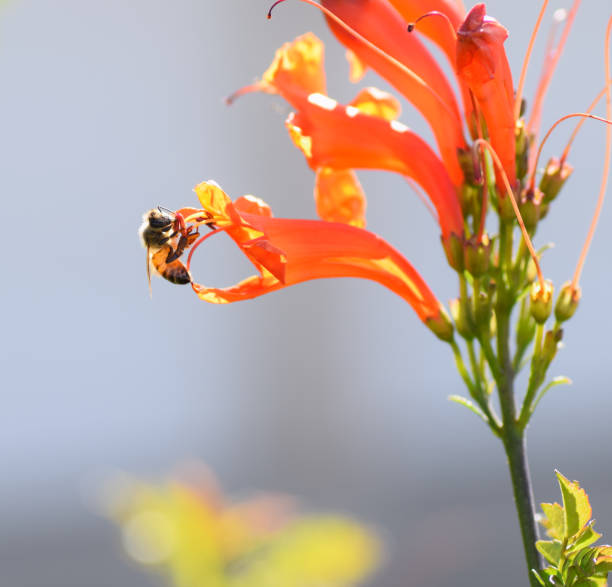 Bee balancing on the edge of a Fuchsia Zauschneria trumpet flower. California Epilobium canum flowers also known as Everett's Choice or Fuchsia Zauschneria blooming in late January attract bees on warm sunny days. california fuchsia stock pictures, royalty-free photos & images