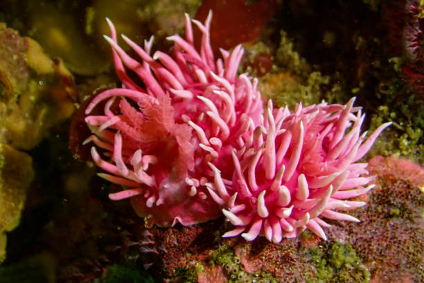 istock Hopkins Rose Nudibranch - Macro 1300249111