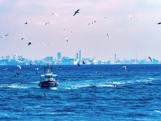 fishing boat returning to harbour with catch
