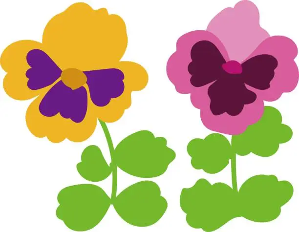 Vector illustration of Pansy flower illustration