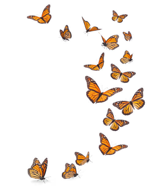 conjunto de mariposas monarca aislado - butterfly monarch butterfly isolated flying fotografías e imágenes de stock