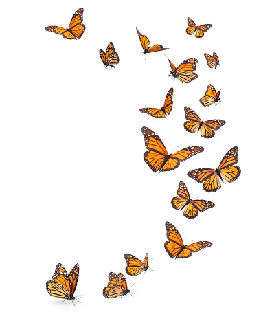 Variation on different positions of the beautiful Monarch butterfly with legs and proboscis flying in an upward trajectory.