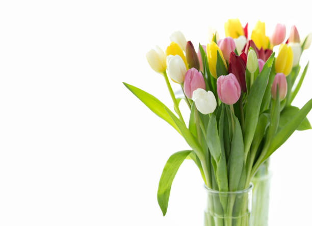 Tulips for Easter, Mother’s Day, Woman’s Day, Birthday or any occasion isolated on a white background