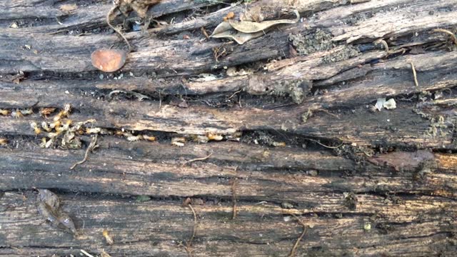 Termites and decaying wood