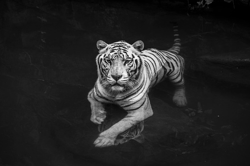 500+ White Tiger Pictures [HD] | Download Free Images on Unsplash