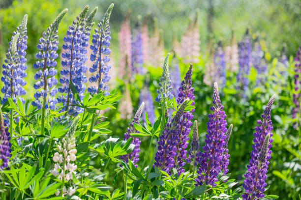 istock different lupin flowers on green background 1300253364