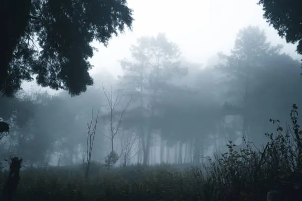 Misty forest,Fog and pine forest in the winter tropical forest,Fog and pine