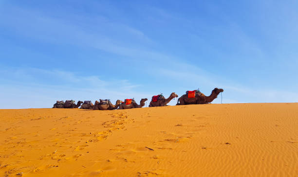 istock Camel caravan rest in the desert 1300253509