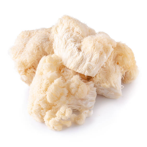 istock Yamabushitake mushroom or lion mane mushroom isolated over white background. 1300254346