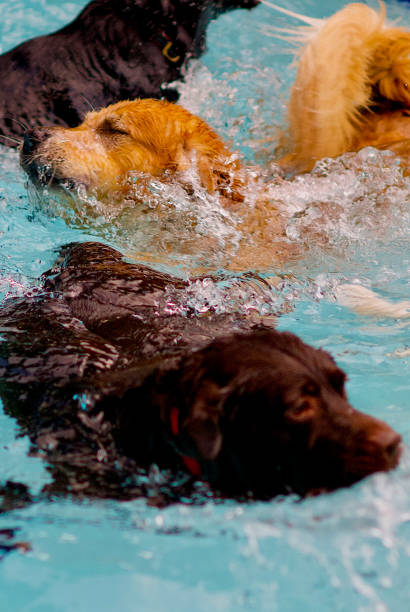 istock Playful Dogs Cool Off in a Swimming Pool 1300254617
