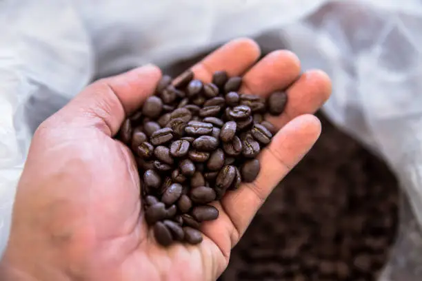 Dark roasted coffee beans on hand