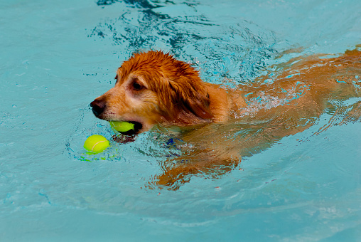 A golden retriever with a tennis ball in its mouth and another one floating nearby cools off in a swimming pool on a hot summer day.