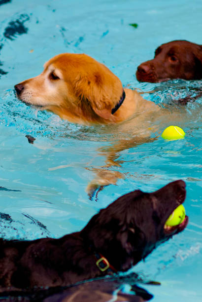 istock Playful Dogs Cool Off in a Swimming Pool 1300254631