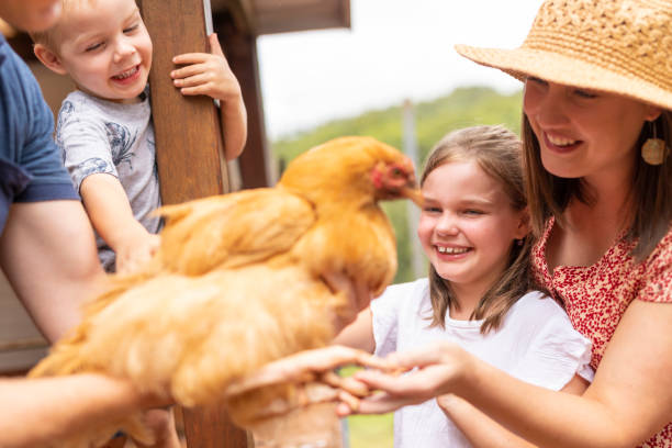 istock Family With Backyard Chickens 1300255228