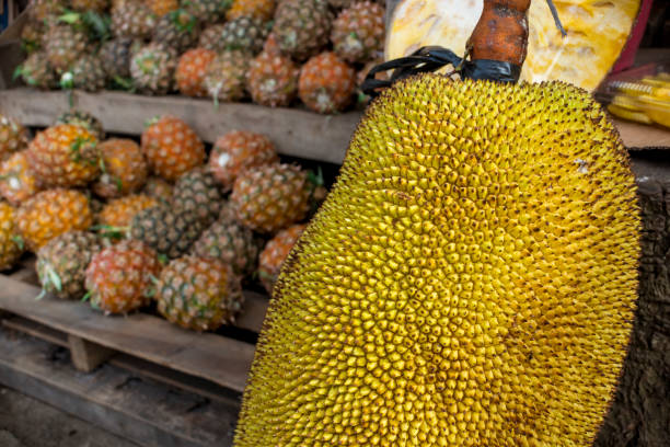 istock A huge jackfruit, locally known as langka, rests on a display stand of a makeshift store, with a stack of pineapples for sale behind. At a roadside shack in Tagaytay, Philippines. 1300257665