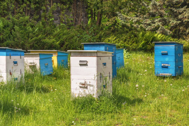 Apiary in the wood.  Beautiful beehive hives are exposed on the edge of the forest in Mezhyhirya near Kiev.