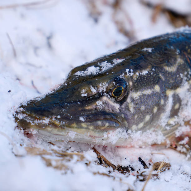Pike head close up on snow