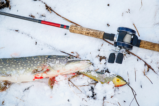 Spinning rod with baitcasting reel, bait and caught a pike lying on the snow in the winter