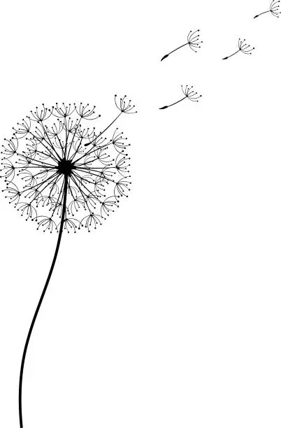 Vector illustration of Dandelion flower with flying seeds