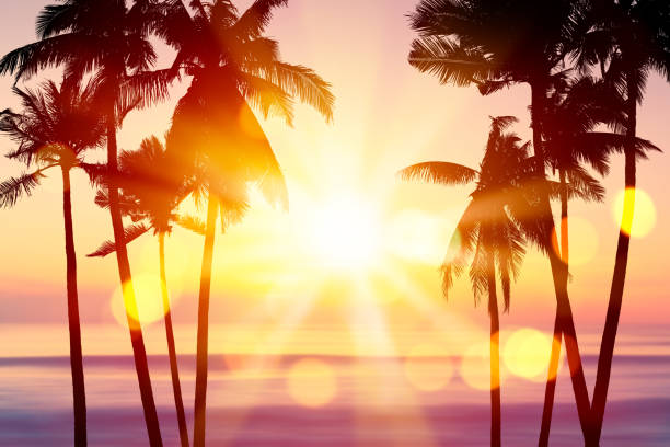 istock Tropical palm tree on sunset sky and clouds abstract background. Summer vacation and nature travel adventure concept. 1300263300