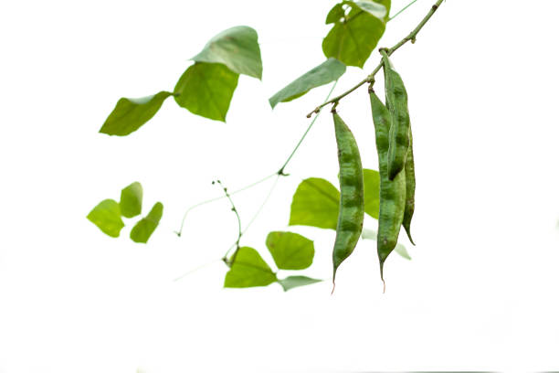 Green Beans are nutrient dense with high fiber and starch contents and also part of the vegetable food group
