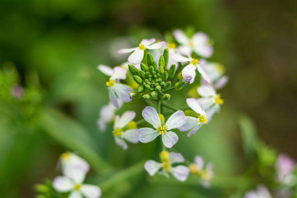istock Root and delicious vegetable that the white radish 1300264974