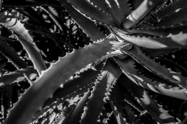 istock Aloe vera, Black and white 1300266086
